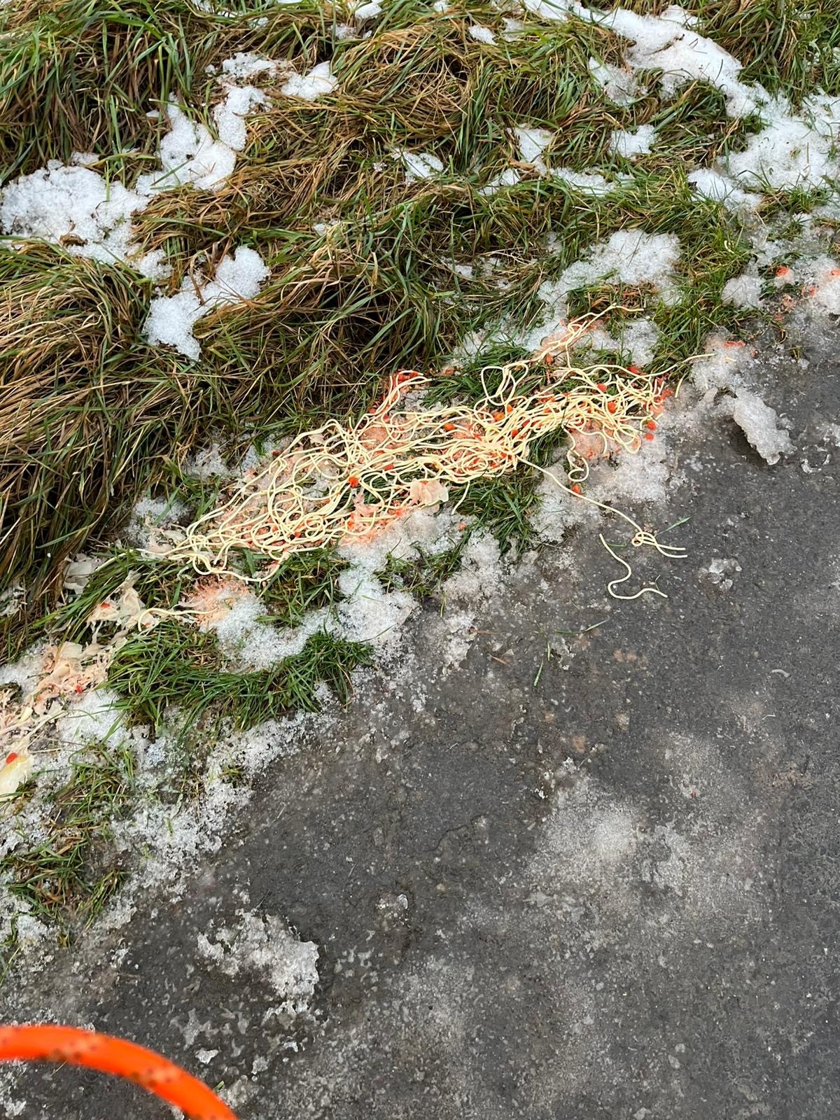 Foto Essensreste.jpg