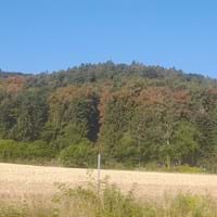 Laubverfärbung August 2026.jpg