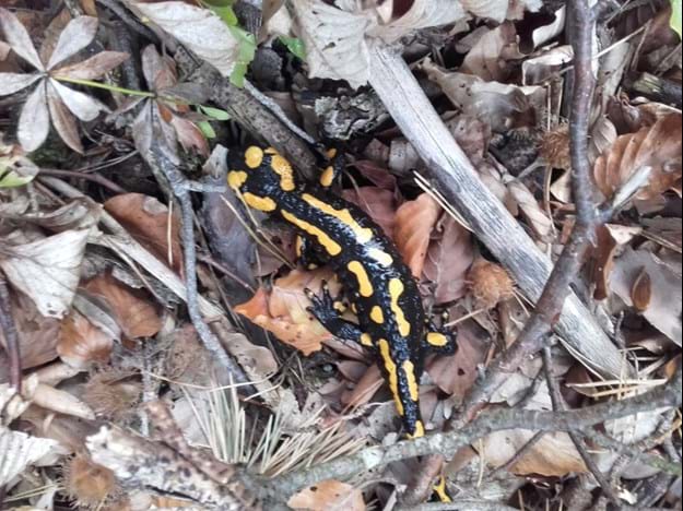 Salamander im Feuchtbiotop