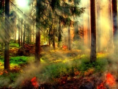 waldbrand.jpg