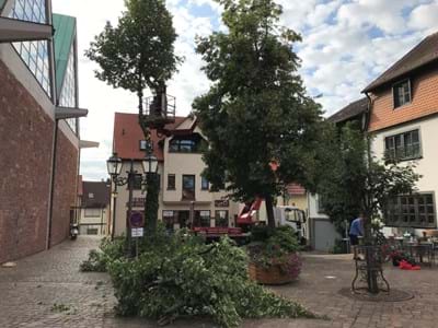 Baumfaellung-Kirchplatz_2019-08 011.jpg