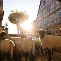 TIERE_Schafe_IMG_6688.jpg