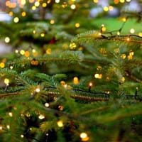 christmas-tree_Stadtjugendpflege.jpg