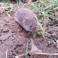 vole-688254_1280 (1).jpg